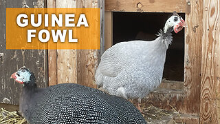 New Guinea Fowl & A Stray Cat Appeared!