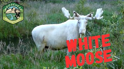 White moose spotted