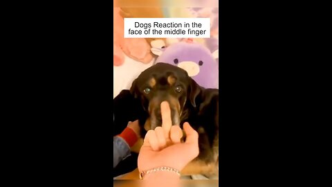 Dogs reaction in the face of the Middle finger 🤣😂. | #dog
