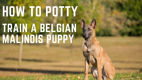 Belgian Malinois Puppy, How to potty train a Belgian Malinois Puppy