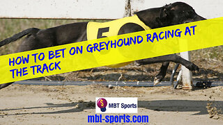 How To Bet On Greyhound Racing At The Track