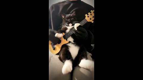 cat playing guitar