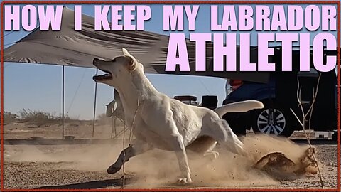 How I Keep My Labrador Athletic