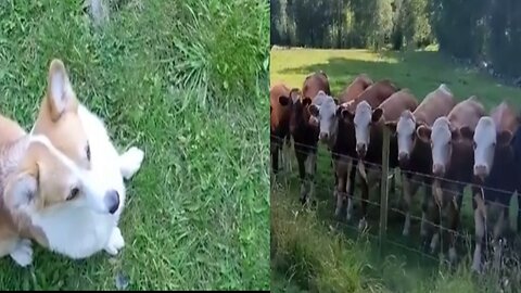 It's like humans watching tennis 😆 🐮