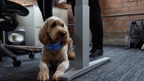 More businesses are allowing pets in the office