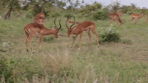 Impala Rams Fighting Animal Video
