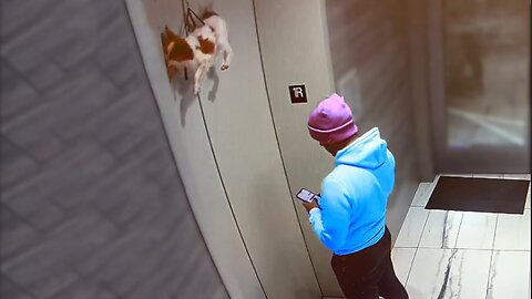 Guy Saves Dog Hanging from Elevator