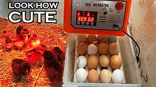 The Art of Chicken Egg Incubation