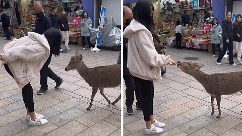 Deer In Japan Politely Bow For Treats