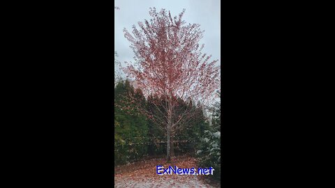 Okanagan tree leaves did not fall