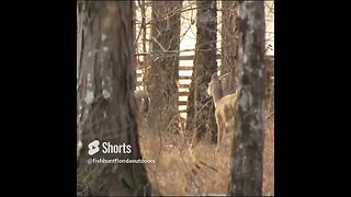 deer at Chickamauga Battlefield