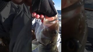 Catching legal size Sand Bass on Dolphin Sportfishing!