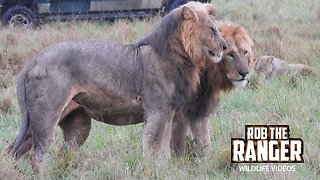 Lions In A Thunderstorm | Maasai Mara Safari | Zebra Plains