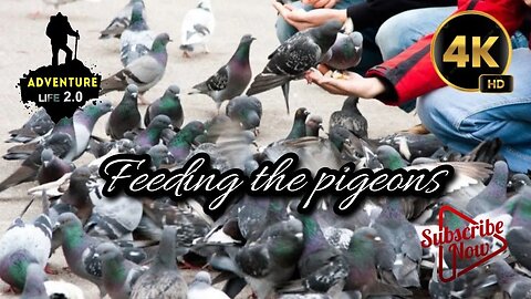 Feeding the pigeons