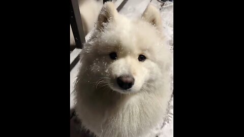 Snowfall and Samoyeds are simply a match made in heaven.