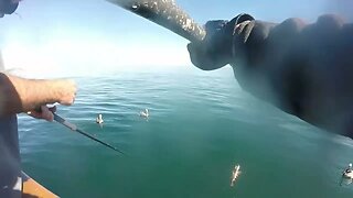 Dolphin Sportfishing Halibut Derby! California Sheephead and Bass fishing!
