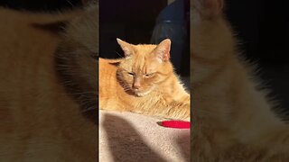 Up Close with My Cat Hunter 🐈 #catvideos #catlovers