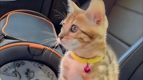 Try Not to LAUGH! 😹 Cat Sees One of His Nine Lives FLASH Before His Eyes! 😹 (#247) #Clips