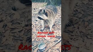 #camping #raccoon #wildlife #solocamping #mobiledweller #floridastateforest