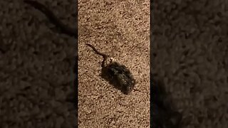 ASMR: Checking To Make Sure This Mouse Was Really Dead
