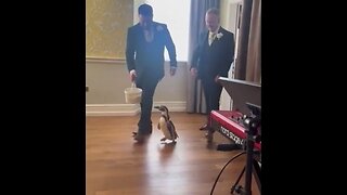 Penguin Ring Bearer Surprises Bride At Wedding Ceremony