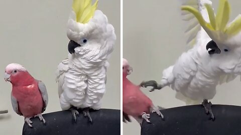 Cockatoo Very Protective Of His Favorite Chair