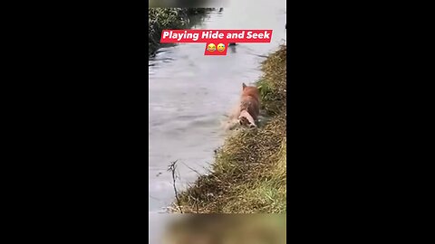 puppy chasing a duck