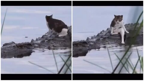 "$1 million Cat Defies Odds by Fearlessly Sitting on Crocodile"
