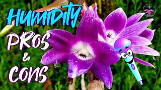🎤The Relationship between Humidity & Orchids or the Lack thereof #ninjaorchids #livestream