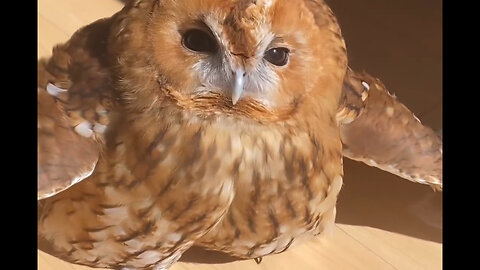lovely video from most beautiful owl 😍😍 whan an attractive eyes