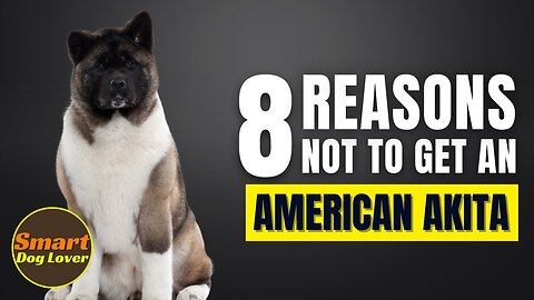 8 Reasons Why You Should Not Get an American Akita| Dog Training Tips