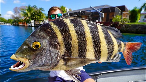 The BARNACLE Eating Fish… Big Sheepshead- Catch Clean Cook
