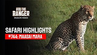 Safari Highlights #744: 25 January 2023 | Lalashe Maasai Mara | Latest Wildlife Sightings