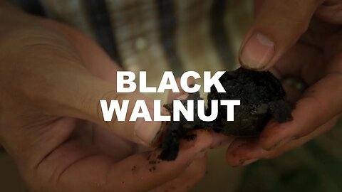 Extracting Iodine from Black Walnut