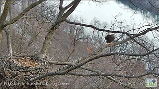 Hays Eagles Mom Goes after Squirrel at the Nest 2023 02 12 712AM