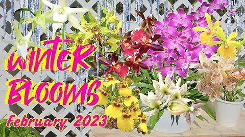 Orchid Blooms in Winter Sunshine | We fought hard for these blooms | Showing Off 🥴😅 #ninjaorchids