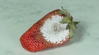 Free Rotting Mouldy Strawberry Time Lapse Video