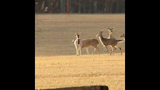 deer at Chickamauga Battlefield