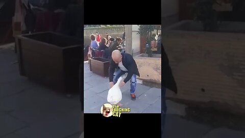 LOL Funny Video, Man Makes Friends With Duck! #shorts #funny #funnyvideo