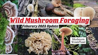 Wild Mushroom Foraging- February 2023 Update