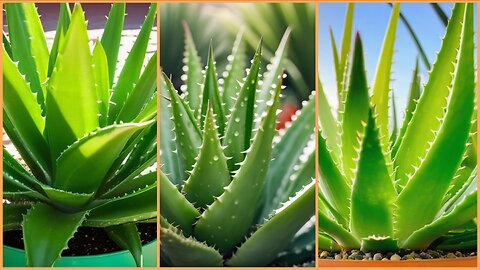 Elevate Your Health Routine With Aloe Vera: Nature's Solution For Wellness