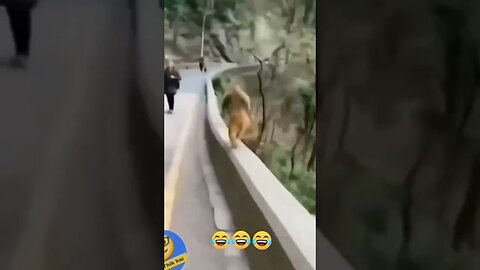 FUNNY MONKEY video