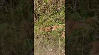 Cute Little Lion Cubs #shorts | #ShortsAfrica