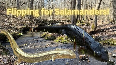 Flipping for winter salamanders| Herping 2023|