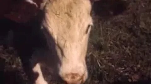 The life of an average texan farm in 1950