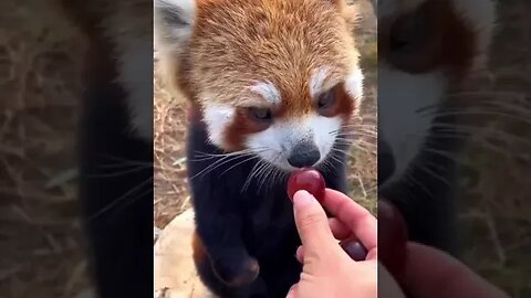 How cute is this little red Panda eating grapes? 🐼🐻🐻‍❄️🐨