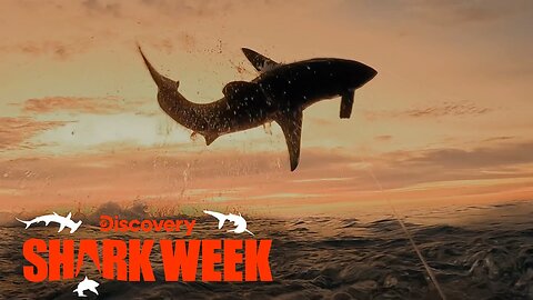 Great White Shark Goes Airborne! Shark Week