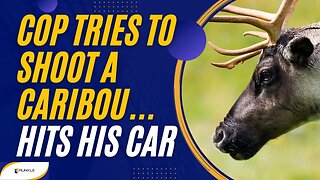 Cop Tries To Shoot A Caribou, But Hits His Car Instead