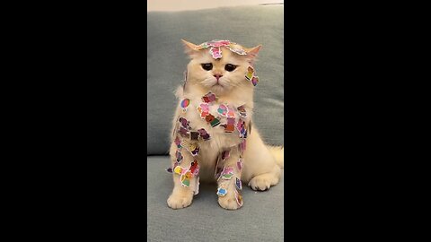 Cute Cat | Best Funny Animal