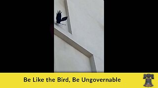 Be Like the Bird, Be Ungovernable